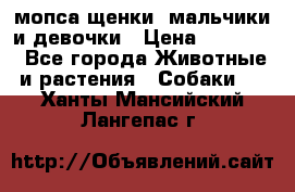 мопса щенки -мальчики и девочки › Цена ­ 25 000 - Все города Животные и растения » Собаки   . Ханты-Мансийский,Лангепас г.